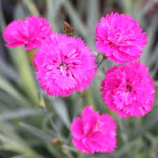 Image result for Dianthus gratianopolitanus