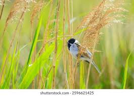 Attēlu rezultāti vaicājumam “Phragmites communis fruit”