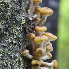 Attēlu rezultāti vaicājumam “Amaurochaete atra young”