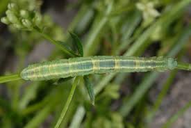 Attēlu rezultāti vaicājumam “Eulithis pyraliata”