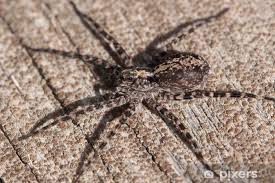 Attēlu rezultāti vaicājumam “Lycosidae”