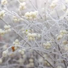 Attēlu rezultāti vaicājumam “Sorbus intermedia fruit”