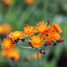 Attēlu rezultāti vaicājumam “Pilosella aurantiaca flower”