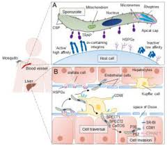 Attēlu rezultāti vaicājumam “undetermined plasmodium”