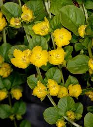 Image result for Lysimachia nummularia