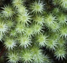 Attēlu rezultāti vaicājumam “Dichodontium pellucidum macro”