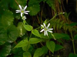 Attēlu rezultāti vaicājumam “Stellaria nemorum flower”
