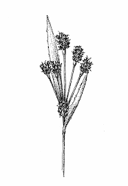 Attēlu rezultāti vaicājumam “Luzula multiflora fruit”