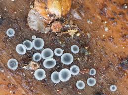 Attēlu rezultāti vaicājumam “Mollisia cinerea”