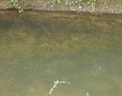 Image result for Bathampton Angling Association
