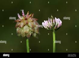 Attēlu rezultāti vaicājumam “Trifolium fragiferum flower”