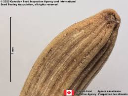 Attēlu rezultāti vaicājumam “Lapsana communis fruit”