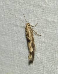 Attēlu rezultāti vaicājumam “Anacampsis blatariella”