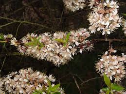 Attēlu rezultāti vaicājumam “Prunus padus var. roseiflora flower”