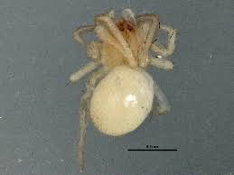 Attēlu rezultāti vaicājumam “Neottiura bimaculata”