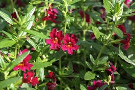 Image result for Mimulus x hybrida