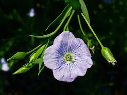 Attēlu rezultāti vaicājumam “Linum usitatissimum leaf”