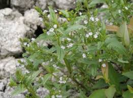 Attēlu rezultāti vaicājumam “Veronica anagallis-aquatica fruit”