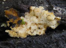 Attēlu rezultāti vaicājumam “Physisporinus vitreus”