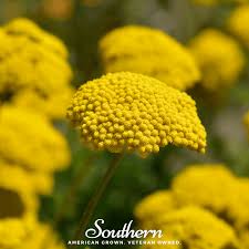 Image result for Achillea filipendulina