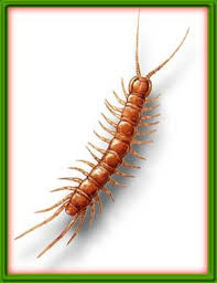 Attēlu rezultāti vaicājumam “Lithobius forficatus”