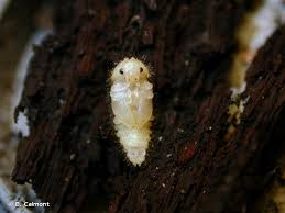 Attēlu rezultāti vaicājumam “Triplax russica”