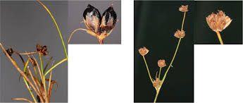 Attēlu rezultāti vaicājumam “Juncus bulbosus leaf”