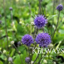 Image result for Succisa pratensis