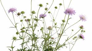 Attēlu rezultāti vaicājumam “Knautia arvensis”