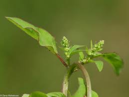 Attēlu rezultāti vaicājumam “Chenopodium polyspermum leaf”