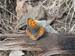 Attēlu rezultāti vaicājumam “Lycaena phlaeas male”
