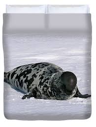 Image result for Cystophora cristata