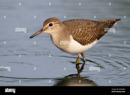 Attēlu rezultāti vaicājumam “Actitis hypoleucos adult”