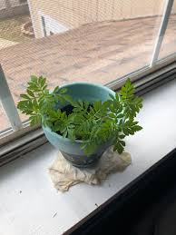 Attēlu rezultāti vaicājumam “Potentilla supina leaf”