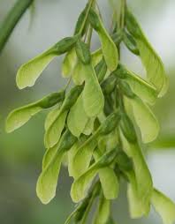 Attēlu rezultāti vaicājumam “Acer negundo fruit”