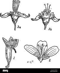 Attēlu rezultāti vaicājumam “Tropaeolum majus fruit”