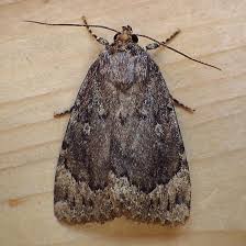 Attēlu rezultāti vaicājumam “Amphipyra”