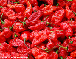 Afbeeldingsresultaat voor naga jolokia hot pepper