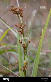 Attēlu rezultāti vaicājumam “Cladium mariscus flower”