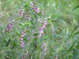 Attēlu rezultāti vaicājumam “Odontites vulgaris flower”