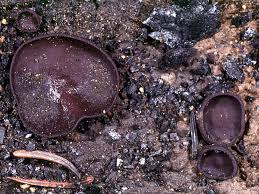 Attēlu rezultāti vaicājumam “Ombrophila violacea spores”