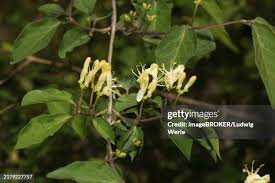 Attēlu rezultāti vaicājumam “Lonicera xylosteum flower”