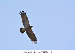 Attēlu rezultāti vaicājumam “Aquila pomarina”