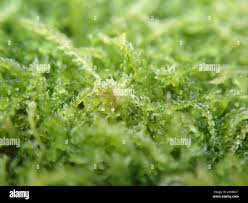 Attēlu rezultāti vaicājumam “Cephalozia bicuspidata”