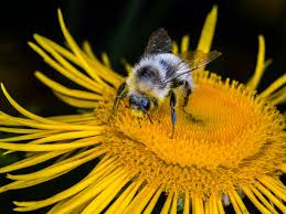 Attēlu rezultāti vaicājumam “Telekia speciosa bud”