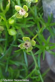 Attēlu rezultāti vaicājumam “Sagina procumbens fruit”