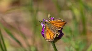 Attēlu rezultāti vaicājumam “Thymelicus sylvestris underside”