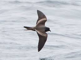 Image result for Oceanodroma monorhis