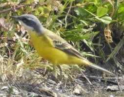 Attēlu rezultāti vaicājumam “Motacilla flava flava adult”