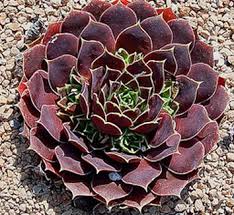 Attēlu rezultāti vaicājumam “Jovibarba globifera fruit”